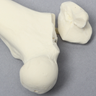Canine Femur with Greater Trochanteric Fractures, Foam Cortical