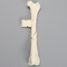 Canine Femur with Three-Part Midshaft Fracture, Foam Cortical