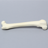 Canine Femur, Foam Cortical Shell, Right