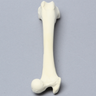 Canine Femur, Foam Cortical Shell, Right
