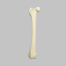 Canine Femur, Foam Cortical Shell, Right