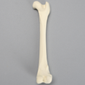 Canine Femur with Hollow Canal