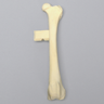 Canine Femur with Vise Attachment, Foam Cortical Shell, Medium