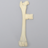 Canine Femur with Vise Attachment, Foam Cortical Shell, Medium