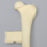 Canine Femur with Vise Attachment, Foam Cortical Shell, Medium