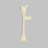 Canine Femur with Vise Attachment, Foam Cortical Shell, Medium