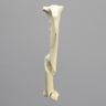Canine Tibia with Long Spiral and Medial Malleolar Fractures, With Vise Attachment