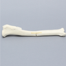 Canine Tibia with Transverse Midshaft Fracture, With Vise Attachment, Left