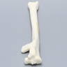 Canine Tibia with Transverse Midshaft Fracture, With Vise Attachment, Left