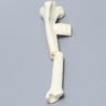 Canine Tibia with Transverse Midshaft Fracture, With Vise Attachment, Left