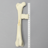 Canine Tibia with Midshaft Butterfly Fracture
