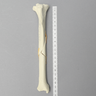 Canine Tibia with Midshaft Butterfly Fracture Canine Tibia with Midshaft Butterfly Fracture