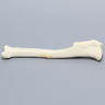 Canine Tibia with Short Oblique Fracture, With Vise Attachment