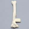Canine Tibia with Short Oblique Fracture, With Vise Attachment