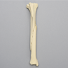 Canine Tibia with Long Oblique Midshaft Fracture, No Vise Attachment