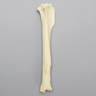 Canine Tibia with Long Oblique Midshaft Fracture, No Vise Attachment
