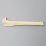 Canine Tibia with Long Oblique Midshaft Fracture, No Vise Attachment