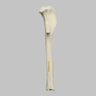 Canine Tibia with Long Oblique Midshaft Fracture, With Vise Attachment