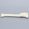 Canine Tibia with Vise Attachment, Foam Cortical Shell, Right