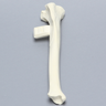 Canine Tibia with Vise Attachment, Foam Cortical Shell, Right