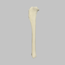 Canine Tibia with Vise Attachment, Foam Cortical Shell, Right