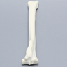Canine Tibia, Foam Cortical Shell, Left