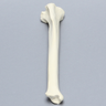 Canine Tibia, Foam Cortical Shell, Right