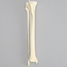 Canine Tibia/Fibula, Foam Cortical Tibia and Solid Foam Fibula