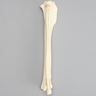 Canine Tibia/Fibula, Foam Cortical Tibia and Solid Foam Fibula