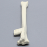 Canine Tibia with Vise Attachment, Foam Cortical Shell, Left