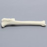 Canine Tibia with Vise Attachment, Foam Cortical Shell, Left
