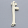 Canine Tibia with Vise Attachment, Foam Cortical Shell, Left