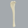 Canine Tibia, Solid Foam, Large, Right
