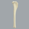 Canine Tibia, Solid Foam, Large, Right