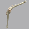 Canine Knee with Coban Wrapped Proximal Core