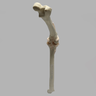 Canine Knee with Coban Wrapped Proximal Core