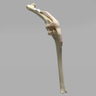 Canine Knee with Coban Wrapped Proximal Core