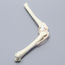 Canine Knee without Fibula, Foam Cortical, Right