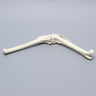 Canine Knee without Fibula, Foam Cortical, Right