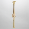 Canine Knee, Foam Cortical Shell, Right