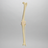 Canine Knee, Foam Cortical Shell, Right