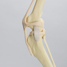 Canine Knee, Foam Cortical Shell, Right