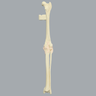 Canine Knee with Vise Attachment