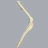 Canine Knee with Vise Attachment