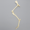 Canine Hindlimb, Hemi Pelvis to Foot