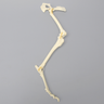 Canine Hindlimb, Hemi Pelvis to Foot