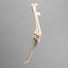 Canine Knee with Vise Attachment, Foam Cortical Shell