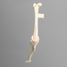 Canine Knee with Vise Attachment, Foam Cortical Shell