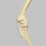 Canine Knee with Vise Attachment, Foam Cortical Shell
