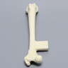 Canine Femur with Vise Attachment